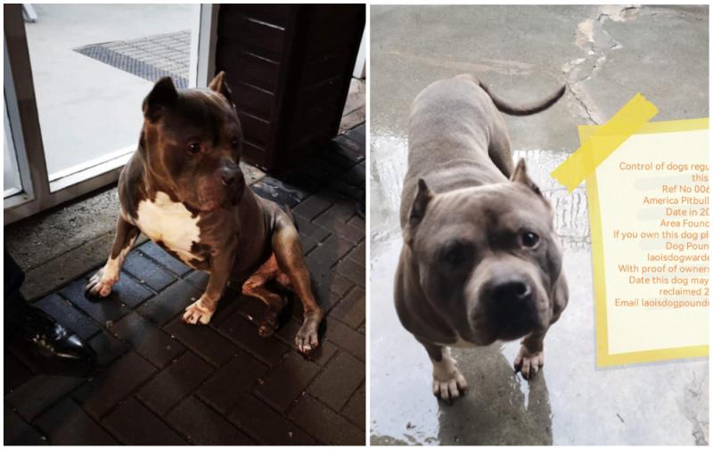 Stray American Pit Bull found at Portlaoise train station impounded
