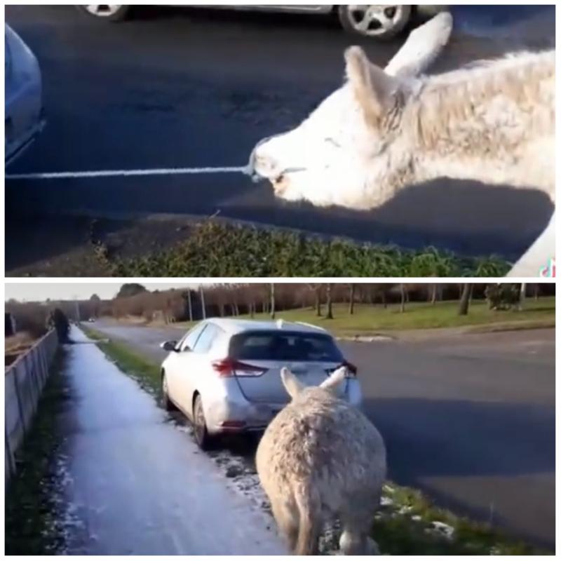 Laois Offaly Gardai issue appeal over animal welfare incident