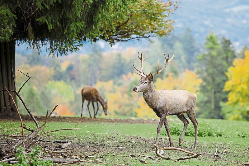 Nearly 2,000 wild deer culled in Laois 