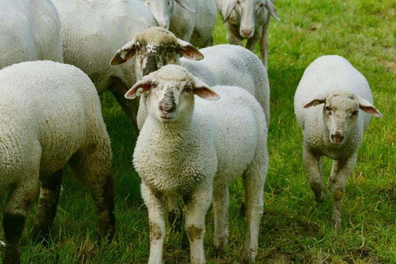 Public sheep dip in Laois 'very dangerous' to children