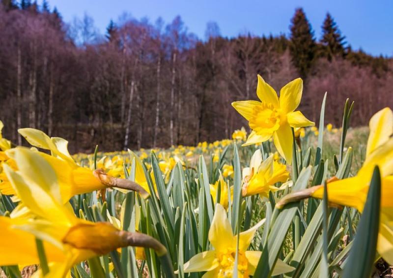 What's the Easter weather forecast? Met Éireann has the latest