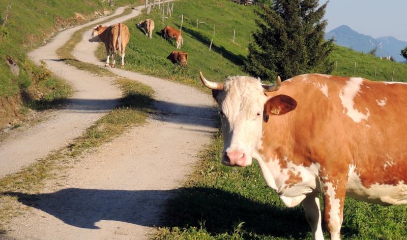 'Get a few chickens' to qualify for farm road grant says Laois councillor