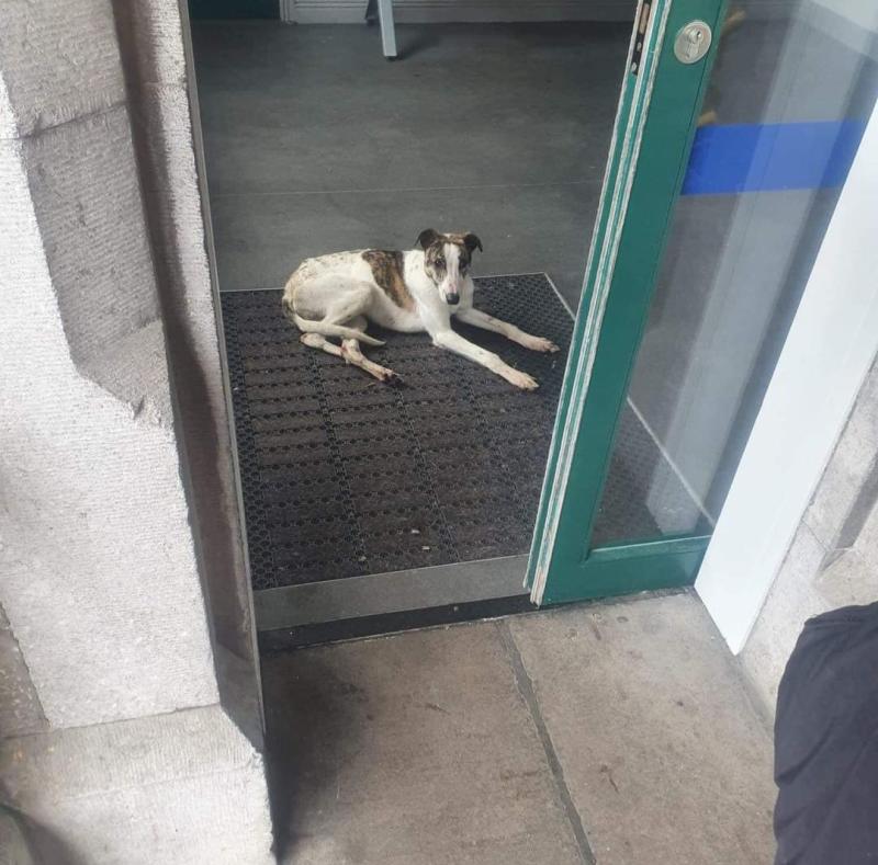 Appeal after dog found at Portlaoise Train Station