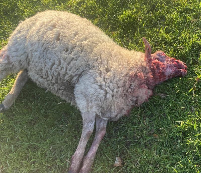 Appeal to dog walkers after Portlaoise sheep kill  