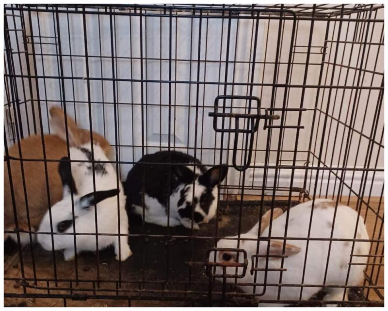 Appeal after rabbits 'dumped' in a bag in Laois