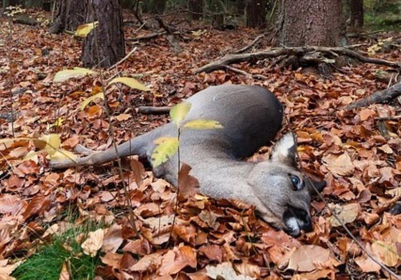 Deer cull