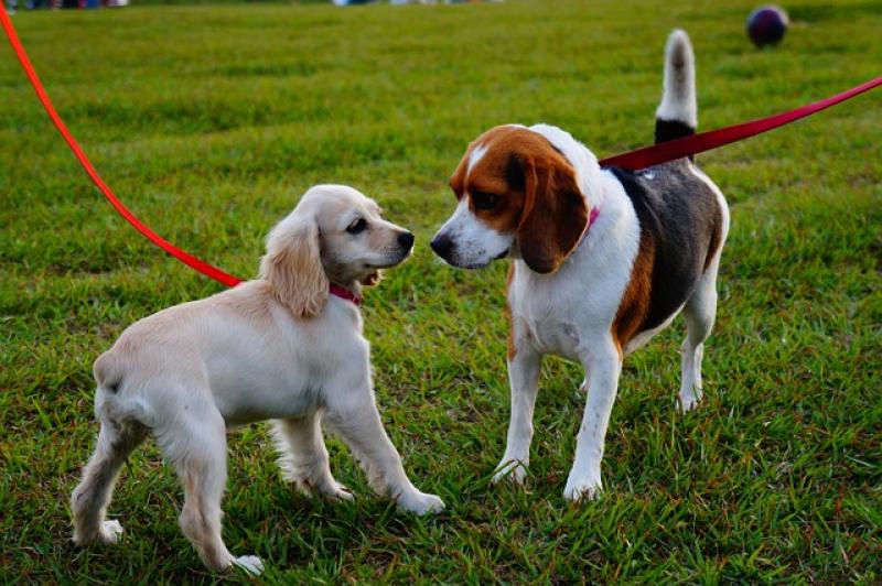 Laois invite to Portlaoise Walk in the Woods for Guide Dogs for the Blind