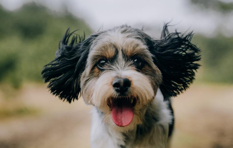 First off-Laois dog park nearing construction