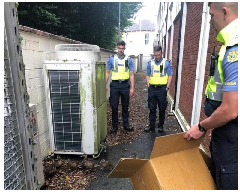 'Quack' reaction in Portlaoise as ducklings rescued Leinster Council GAA offices