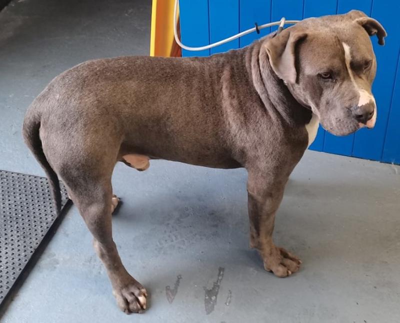 Laois Dog Pound seeking to reunite dog with owner