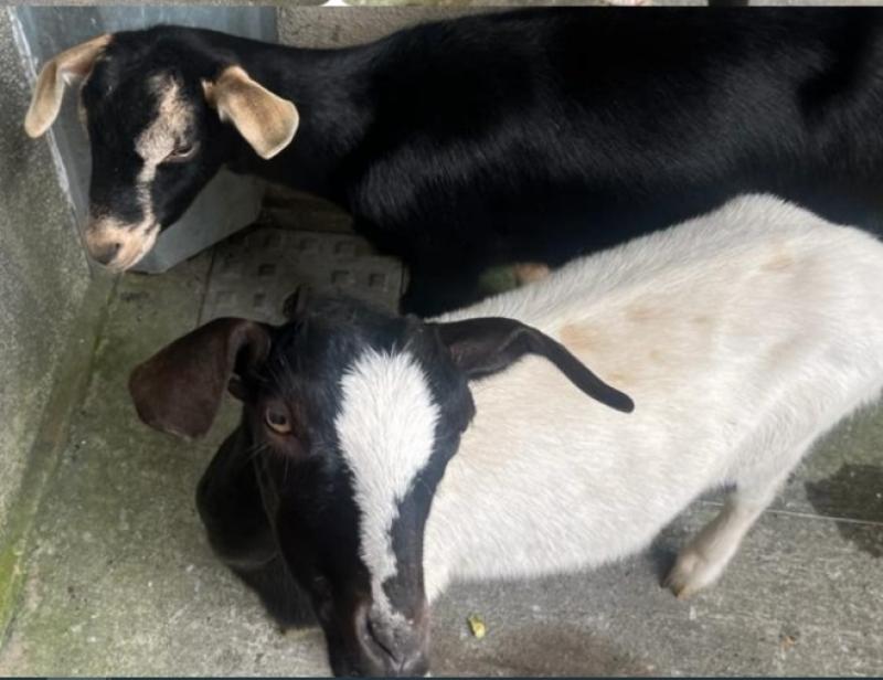 No kidding around as goats detained by Portlaoise Gardai