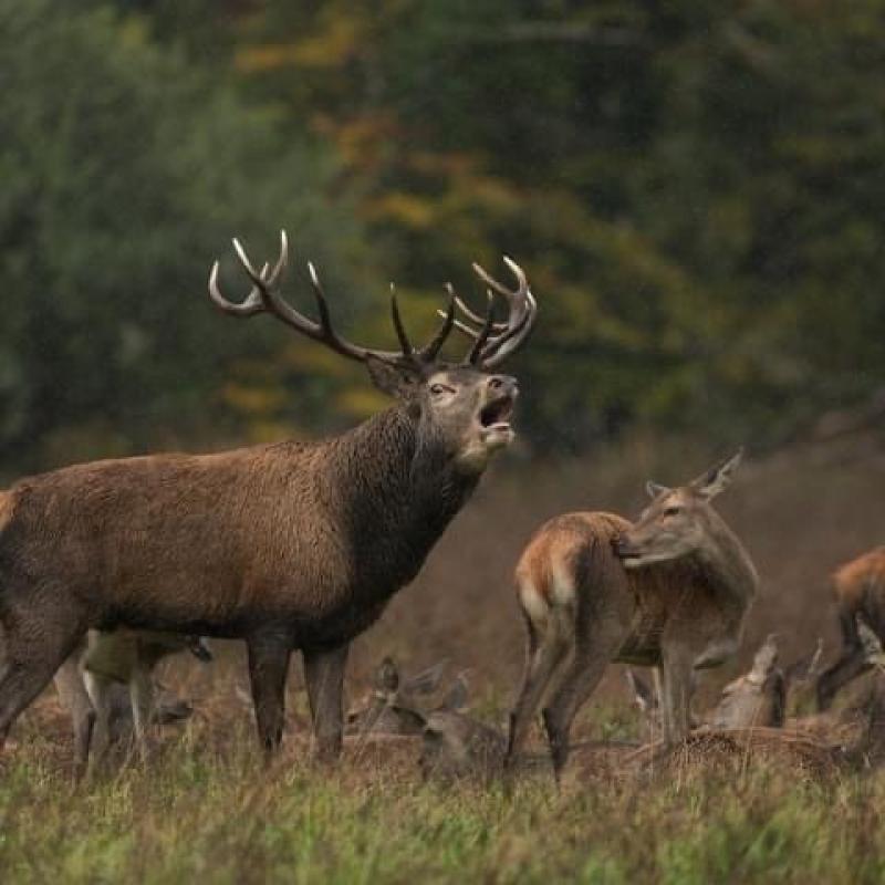 Laois motorists urged to watch out for deer during rutting season