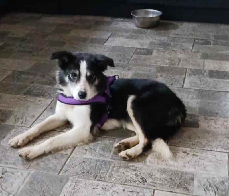 Warning graphic: Laois SPCA says dog suffered 'unimaginable pain' 