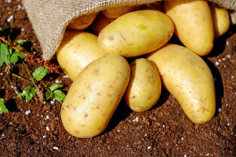 Goverment call for immediate support as 'potential for potato harvest wipe-out' grows in Laois