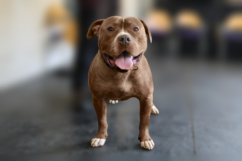 xl bully