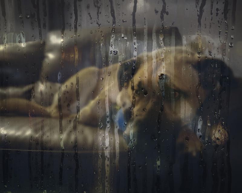 'Please keep pets indoors' - Animal rescue issues warning to pet owners as storm continues