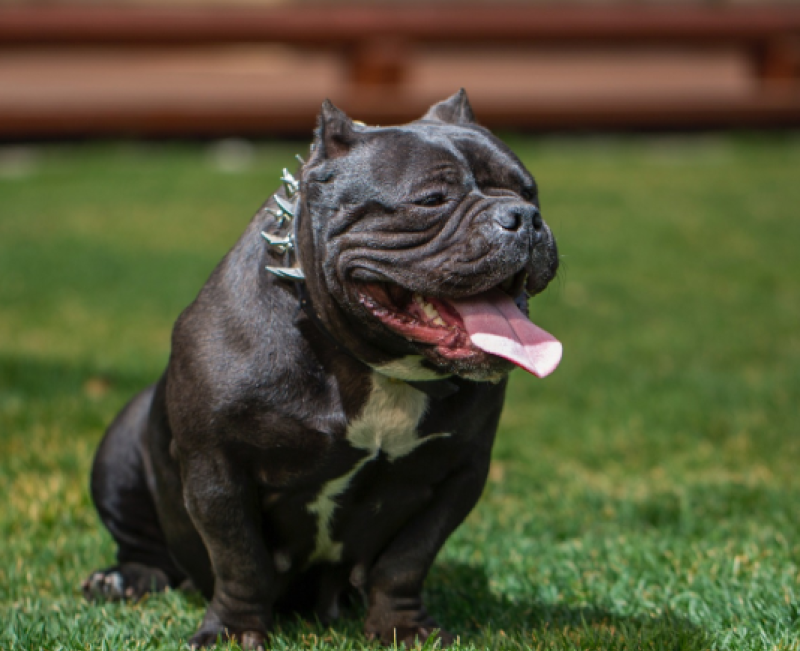 GUIDE: Ireland's laws on XL bully dogs as UK introduces new ban