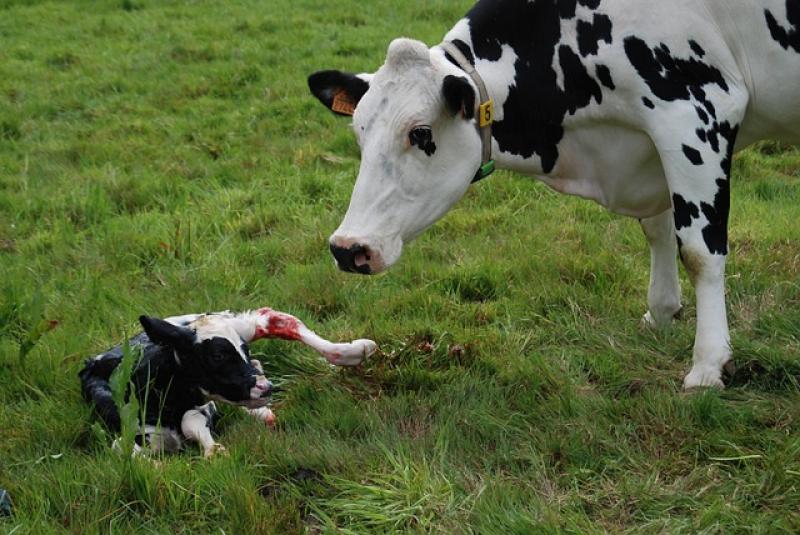 farming farming