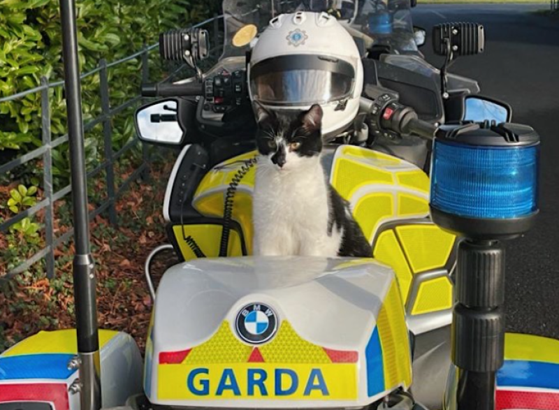 'We are recruiting but no cats need apply' - Gardaí tease idea of new Garda Cat Unit