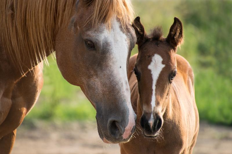 Increase in number of horses seized in Laois last year 