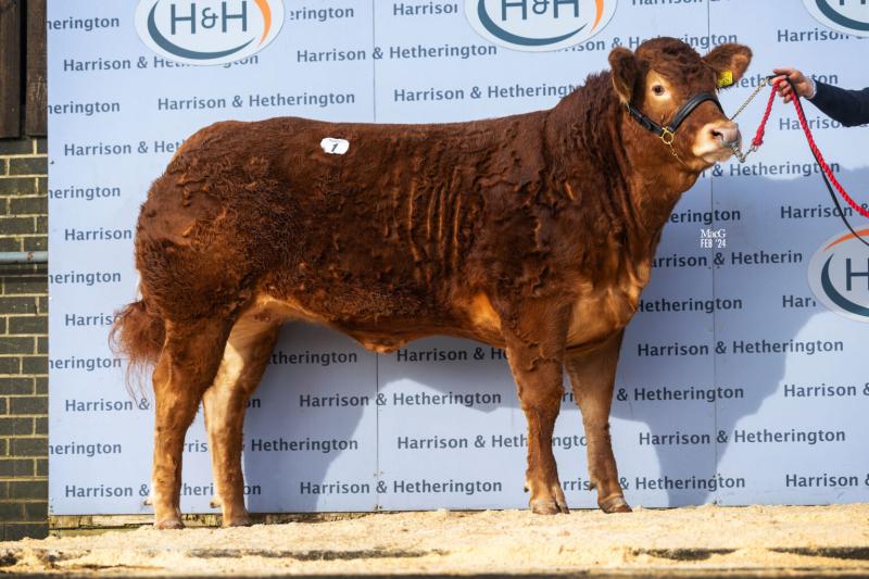 Laois breeder takes home top priced female heifer in Carlisle
