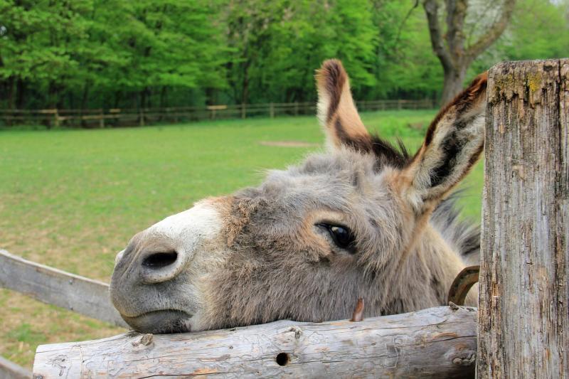 Laois County Council impound donkeys in Mountmellick 