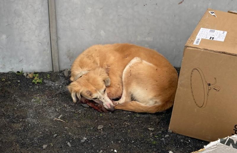 Dog found in Laois GAA club with 'horrific' neck injuries