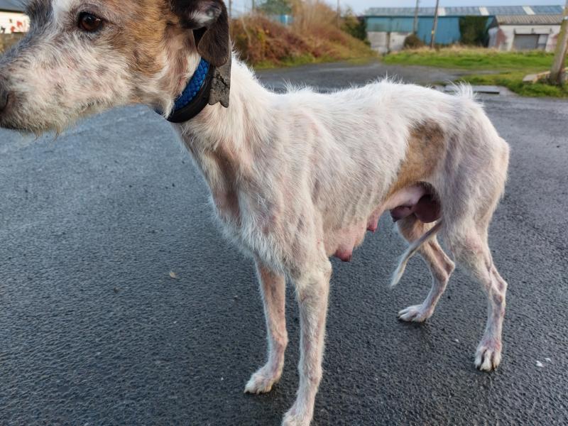Laois husband and wife disqualified from owning dogs 