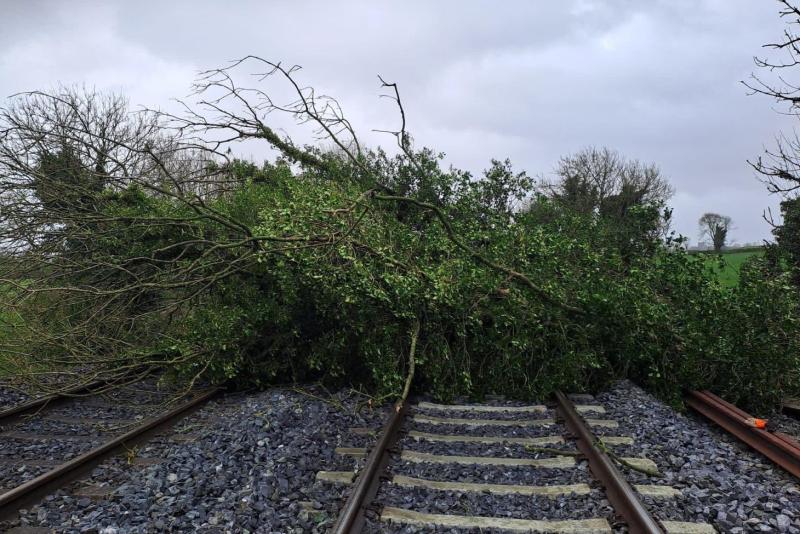 Rail services in Laois delayed as tree blocks line 