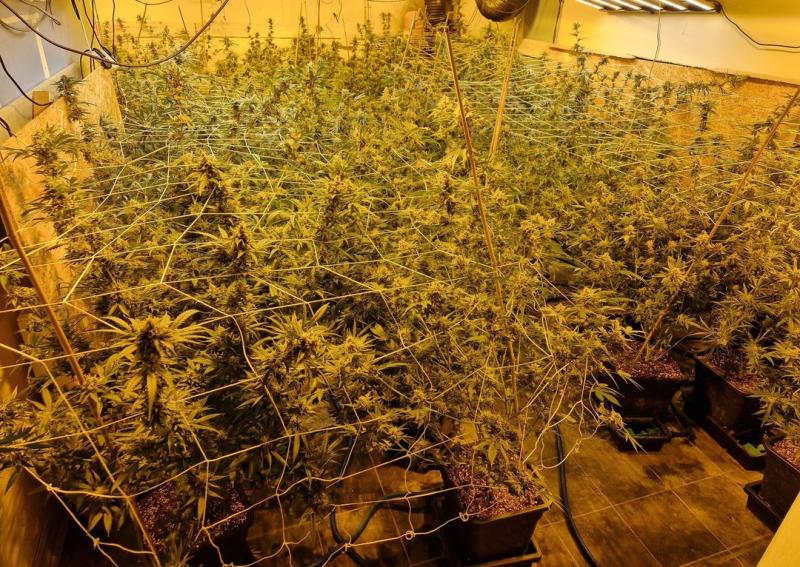 Three males charged following seizure of €700,000 worth of cannabis in Roscommon