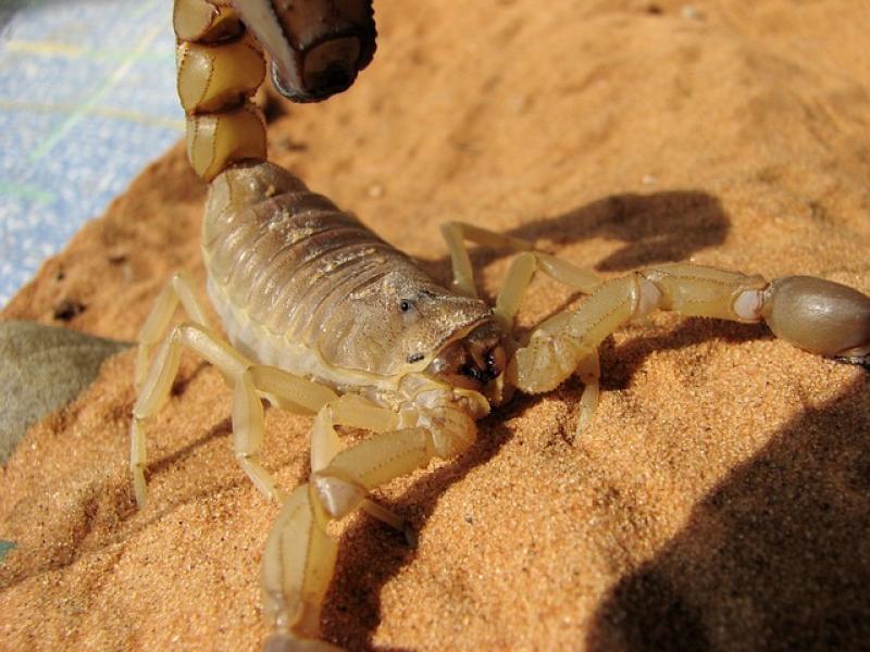 Judge warns builders not to communicate with Laois owners of scorpions and other exotic pets