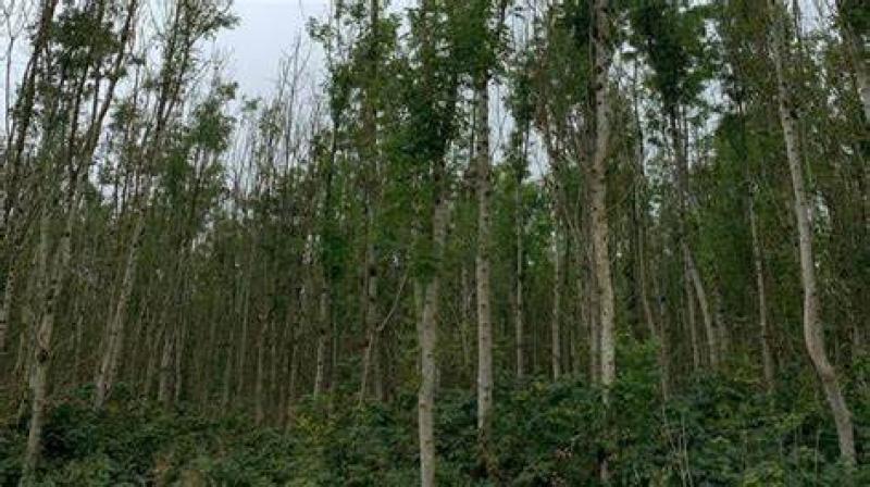 Laois Offaly TD welcomes ash dieback package for farmers