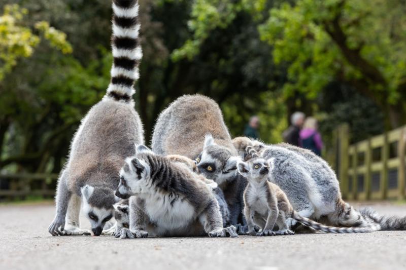 Public urged to suggest names for new Ring-tailed lemur babies at Fota ...