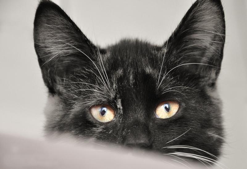 Laois SPCA supports dogs and cats in need within the community.