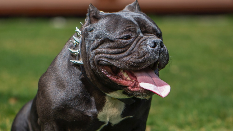 Laois County Council offers €1 million contract for dog warden services across the county