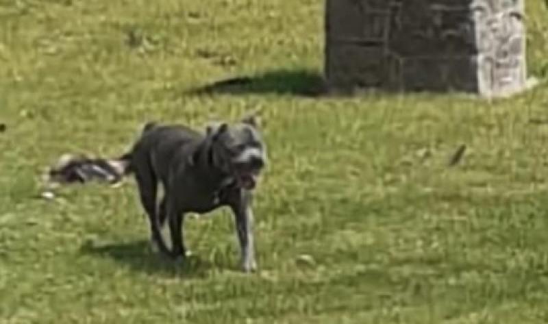 Laois Rooster killed in dog attack