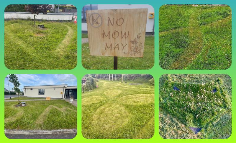 IN PICTURES: Laois local 'Lawn Art' competition winners announced