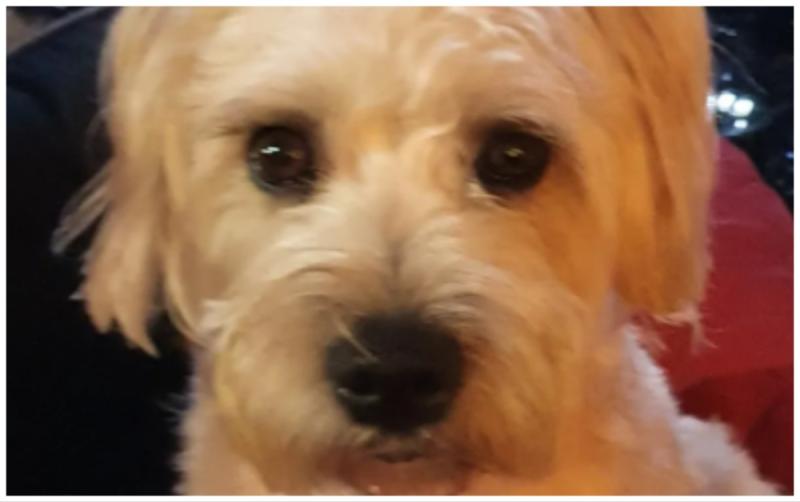 Lovely little dog from Laois is in the running for the Nose of Tralee Pet Competition