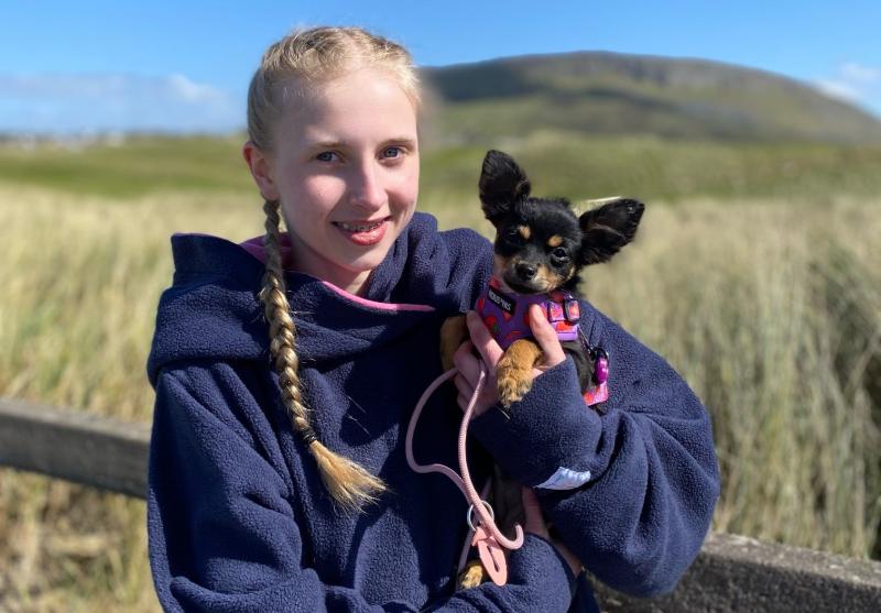 Laois chihuahau pup rescued from 'living hell' of unethical breeding