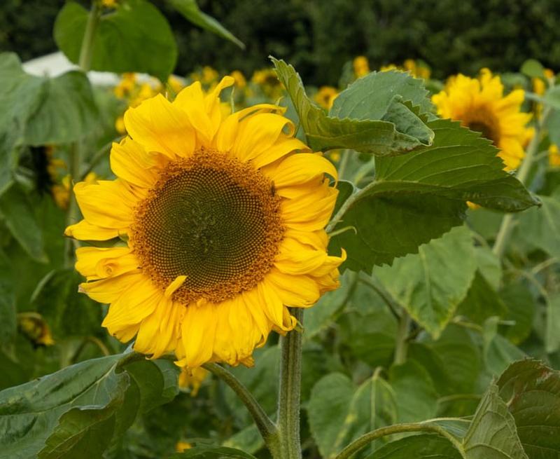 'High pressure dominant' - Met Éireann in glorious Ireland summer weather u-turn
