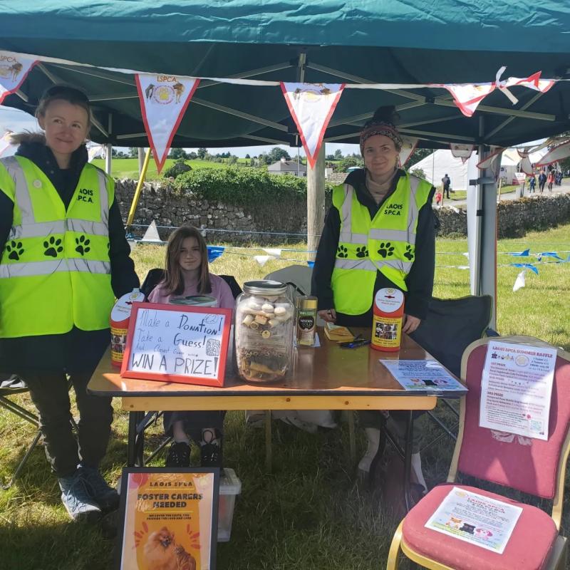 Laois SPCA appeal for help during 'Kitten Season'