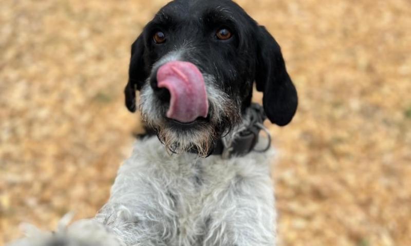 Loved Laois rescue dog makes full recovery 