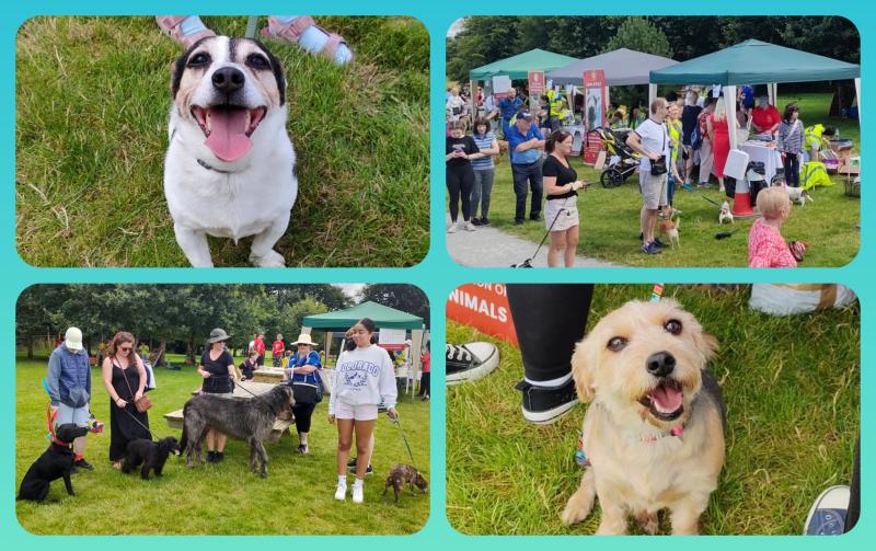 IN PICTURES: Tails and trails at Laois SPCA dog walk fundraiser