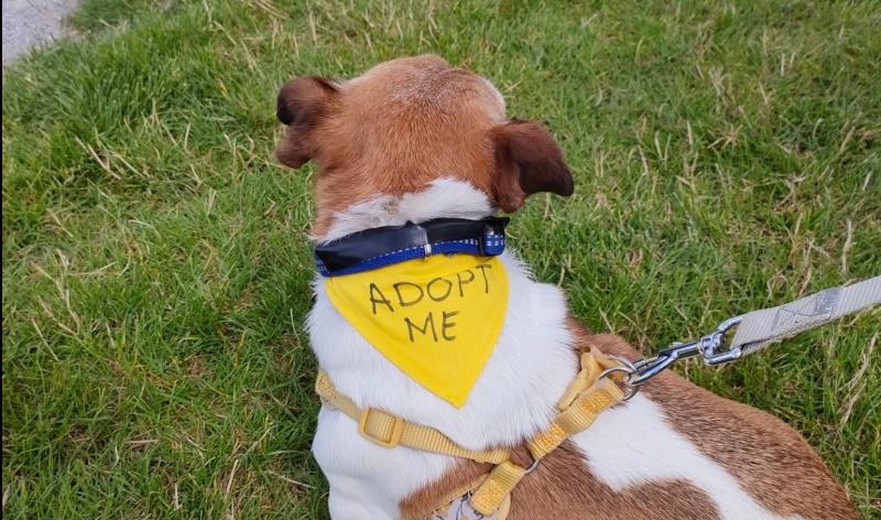 Laois SPCA reach record capacity, temporarily close admissions