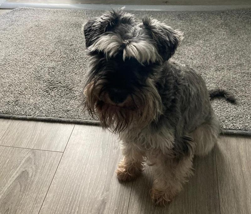 Laois Gardaí issue appeal over much loved pet dog