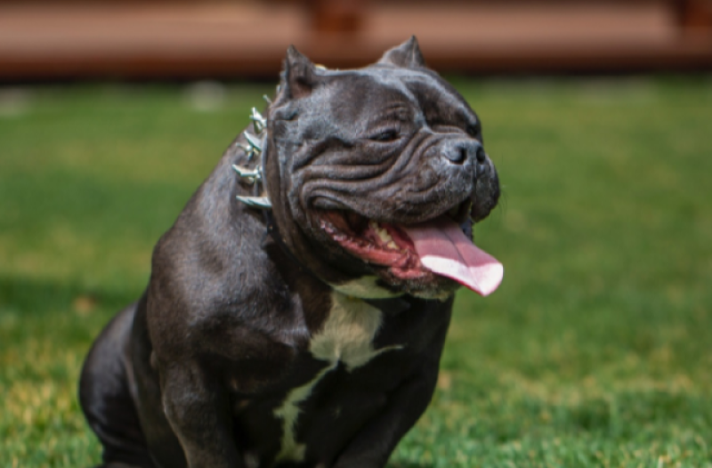 Baby girl, 12 months, in hospital after being mauled by XL Bully dog in Co Kerry