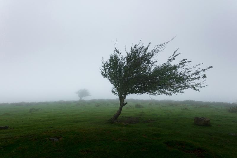 Power outages could affect Laois as Met Éireann issues wind warning 