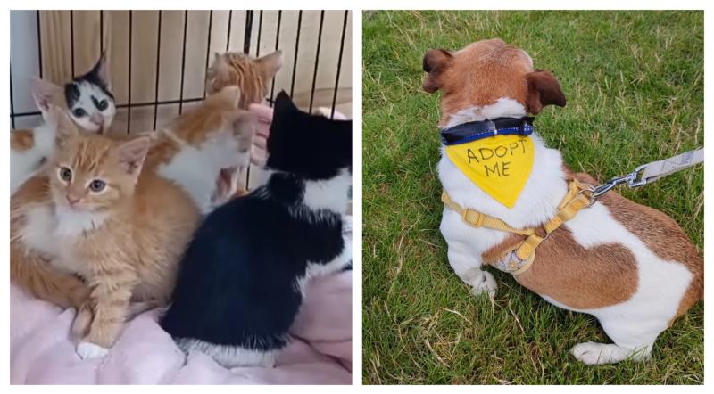 Laois SPCA issues sombre appeal