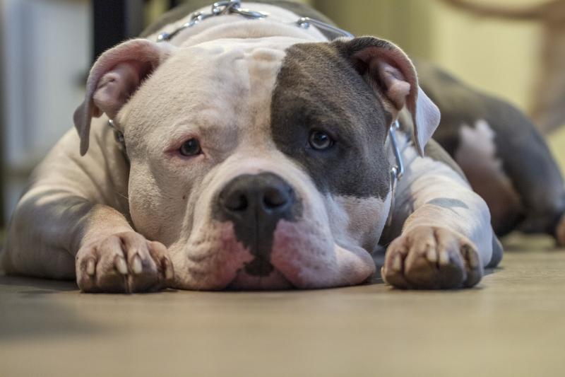 "Bad owners give breeds a bad name" says Laois SPCA on XL Bully ban