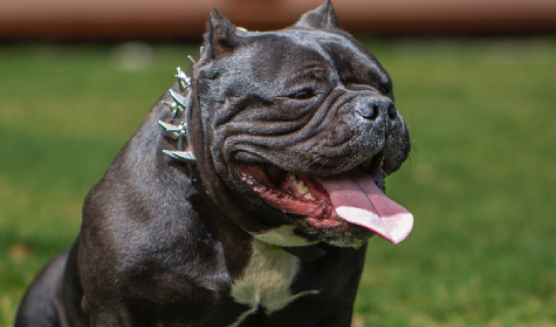 Controversial ban on XL Bully dogs to come into force this weekend